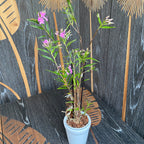 Epidendrum Centropetalum (Panama Orchid)