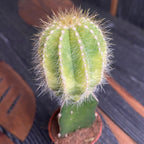 Gymnocalycium mini - Cactusi altoiti colorati