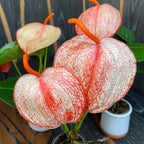 Anthurium Scherzerianum Graffiti