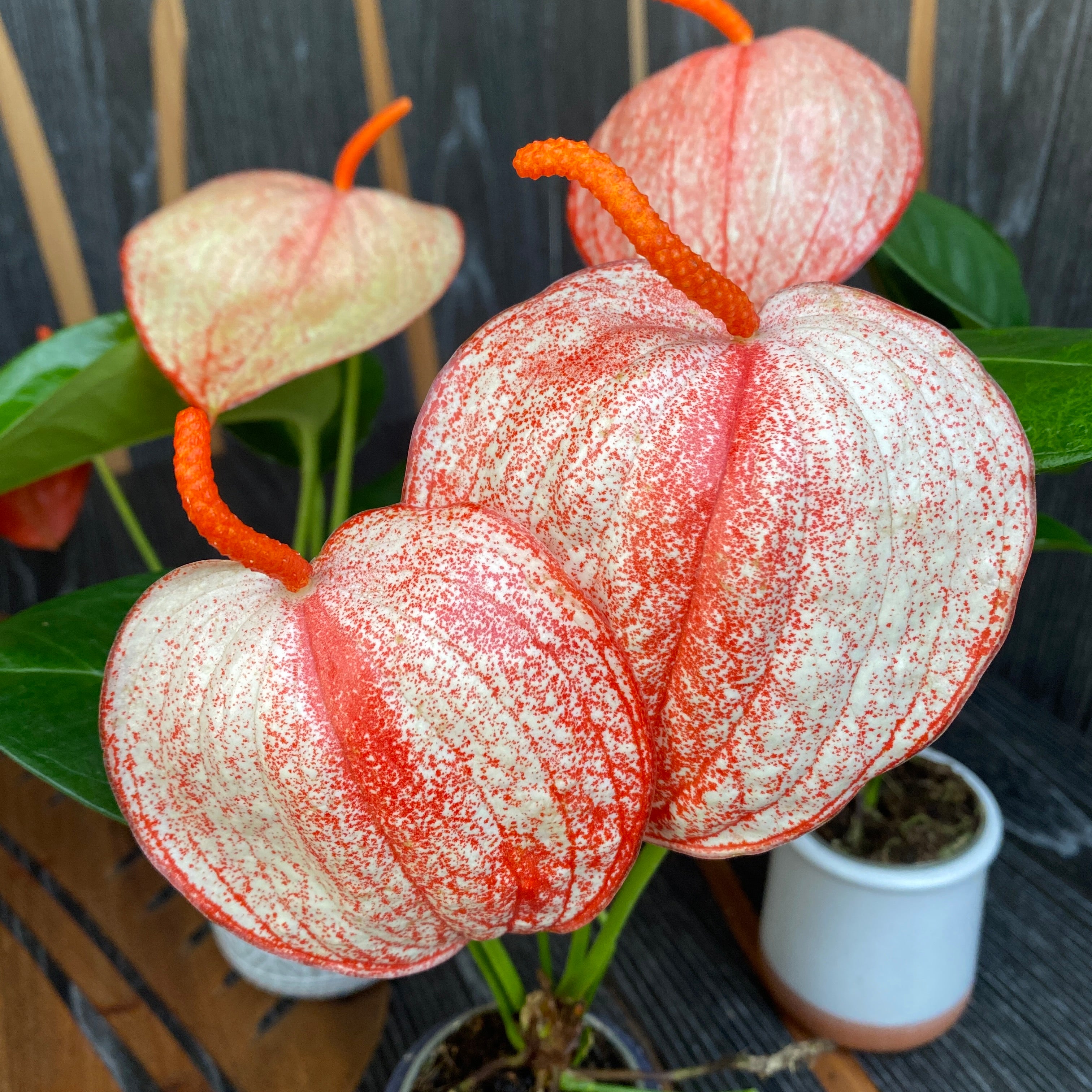 Anthurium Scherzerianum Graffiti