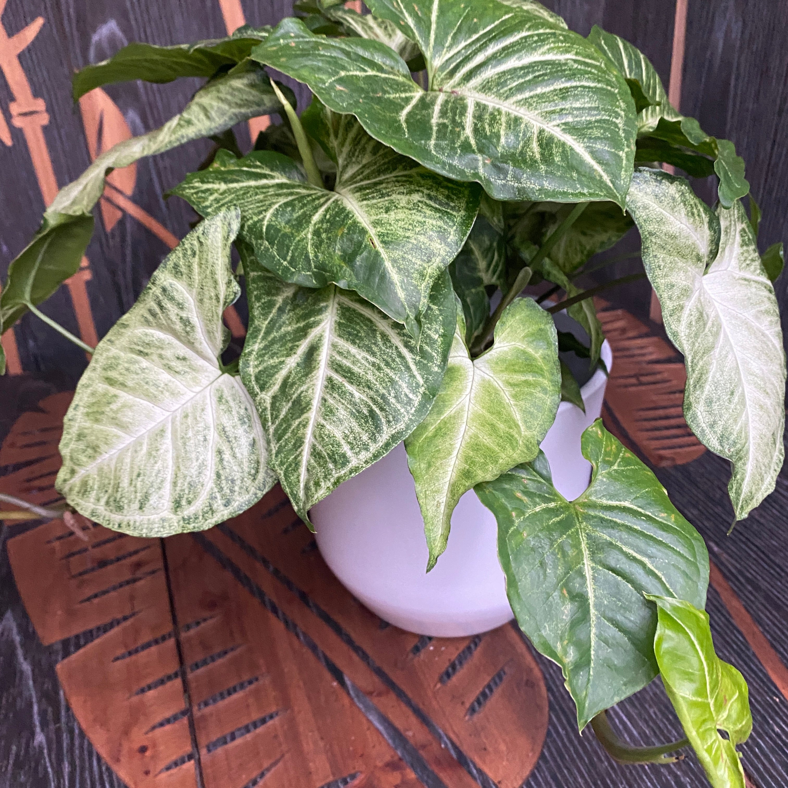 Syngonium Arrow (planta sageata) - exemplare XL