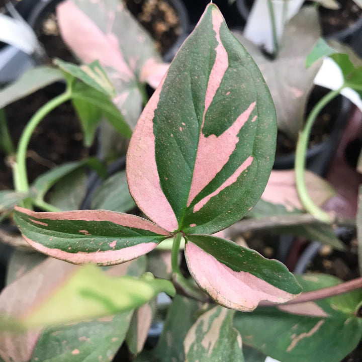 Syngonium podophyllum 'Red Spot' (Pink Splash)