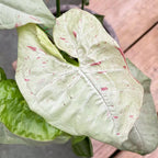 Syngonium Milk Confetti D12