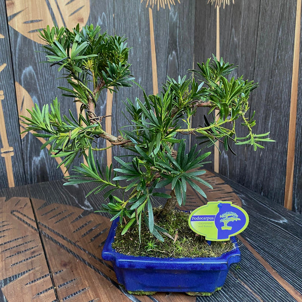 Bonsai Podocarpus sinensis