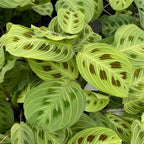 Maranta Leuconeura ‘Fantasy’ 2 rastliny/kvetináč