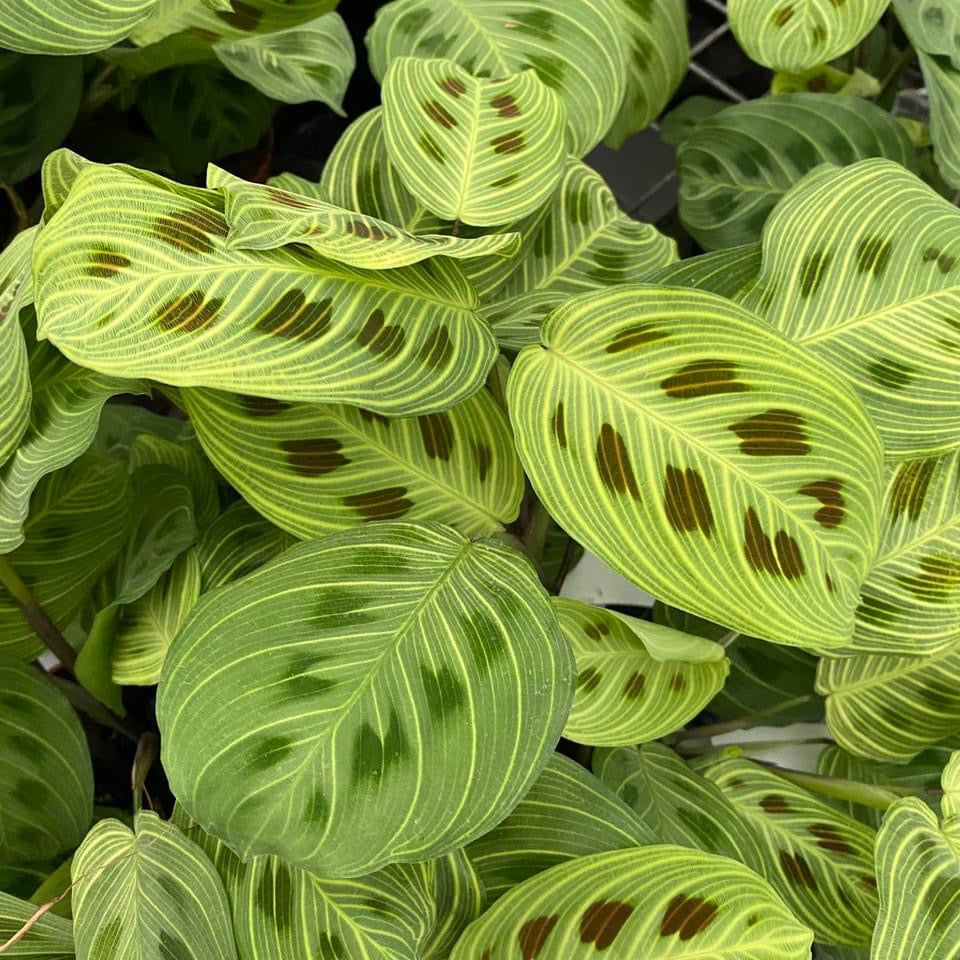 Maranta Leuconeura ‘Fantasy’ 2 plante/ghiveci