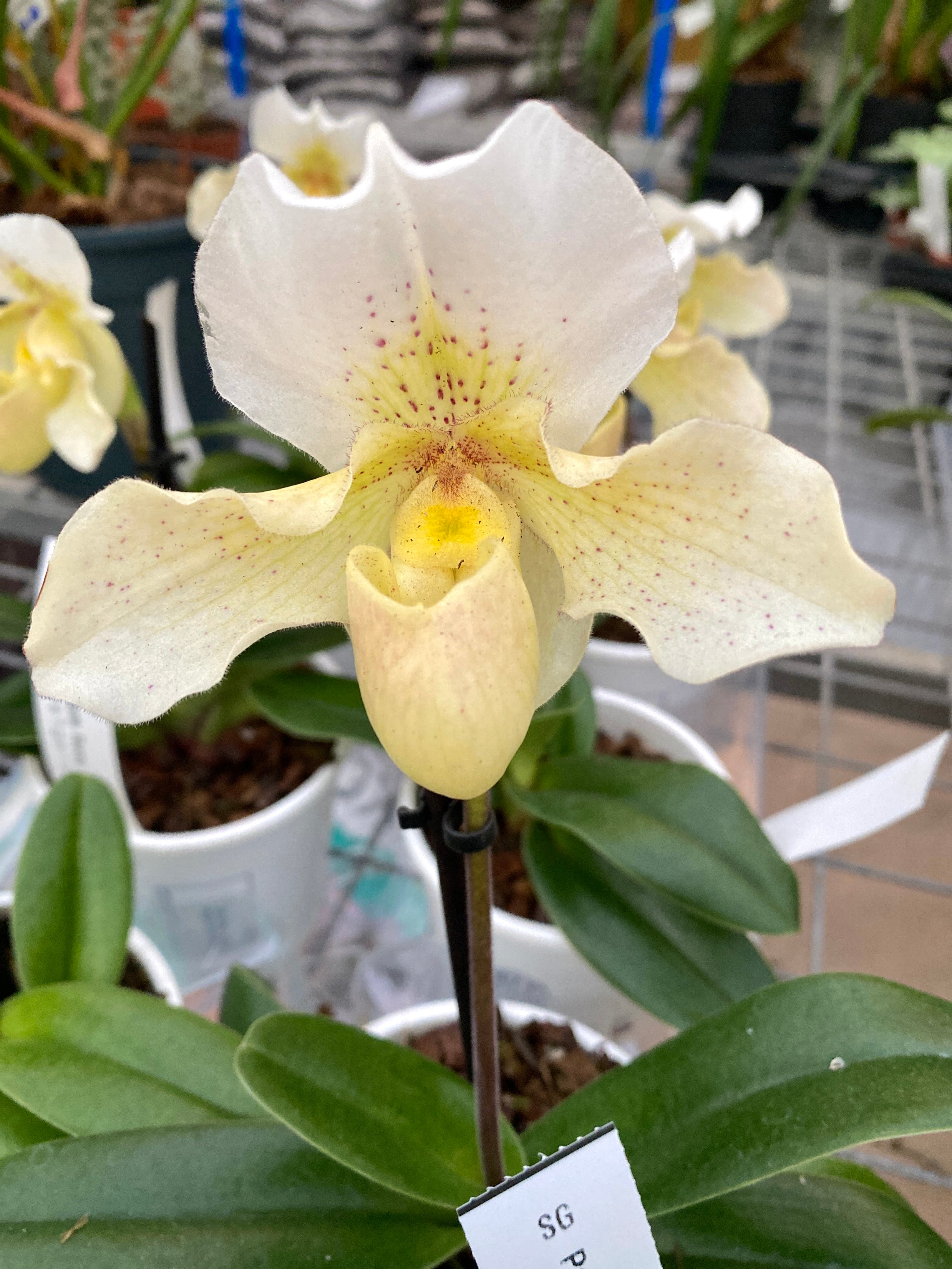 Paphiopedilum Rosy Dawn (Venus's Slipper)