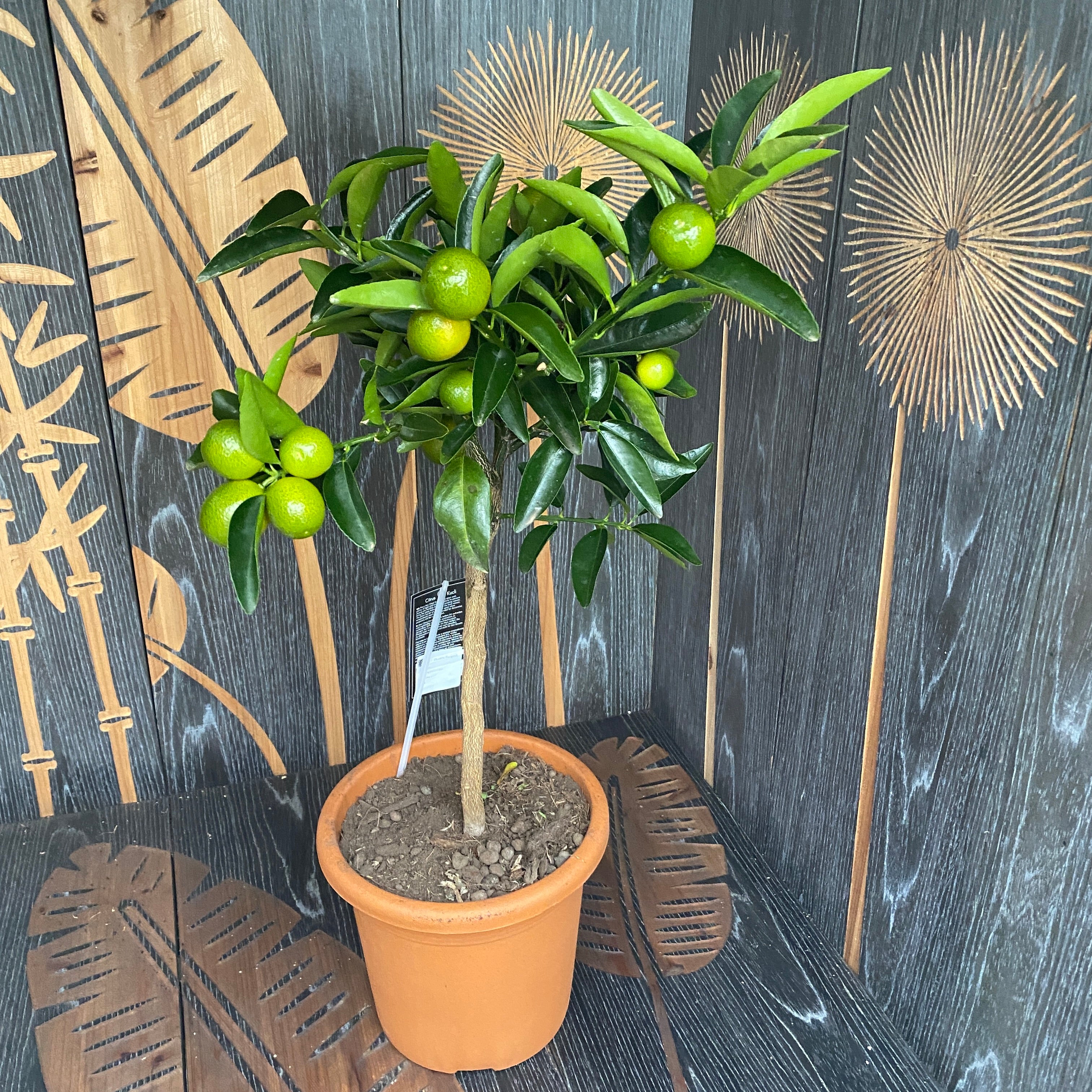 Citrus Kucle (Kumquat x Clementin) H60 cm