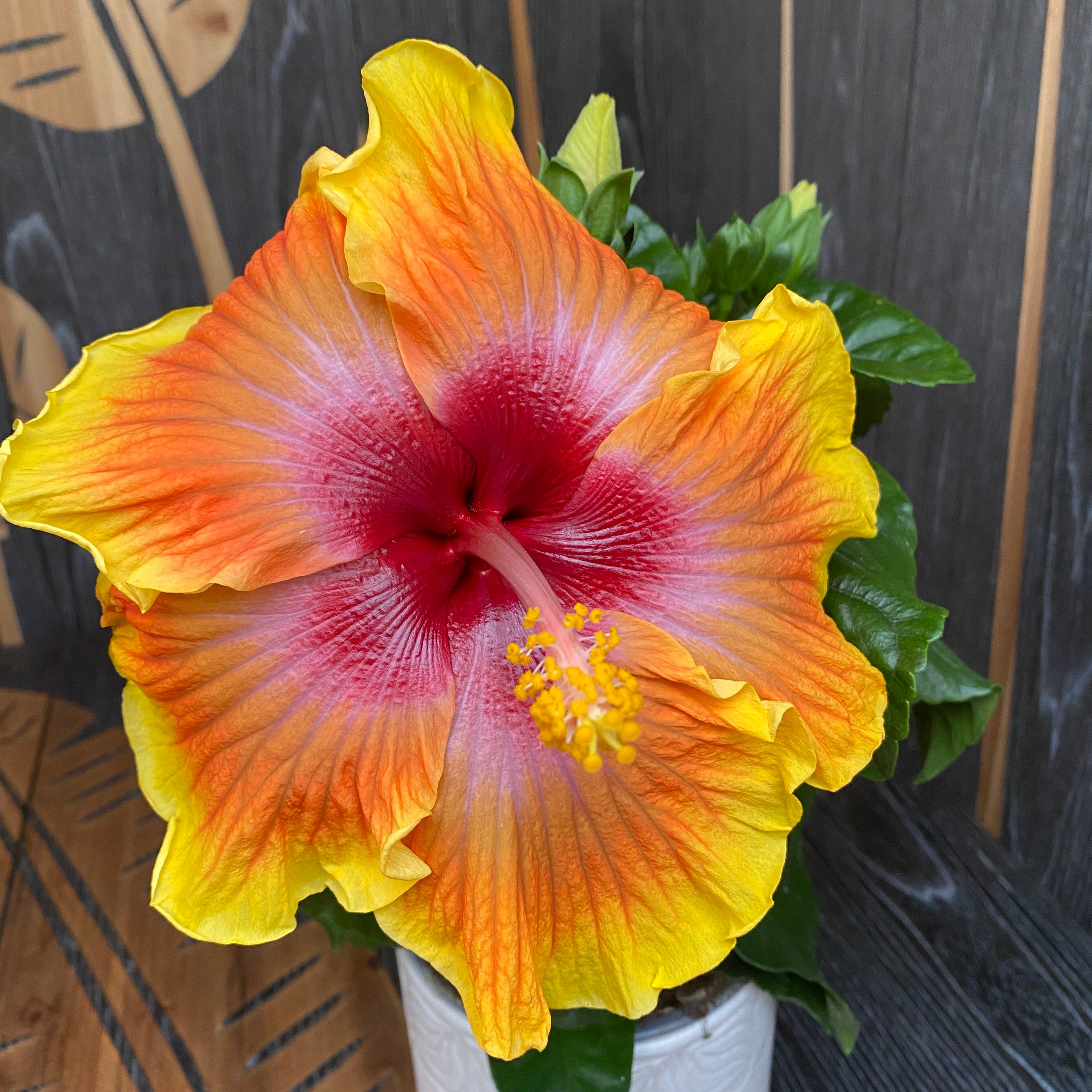 Hibiszkusz rosa-sinensis 'Zanzibar' (2 növény/cserép)