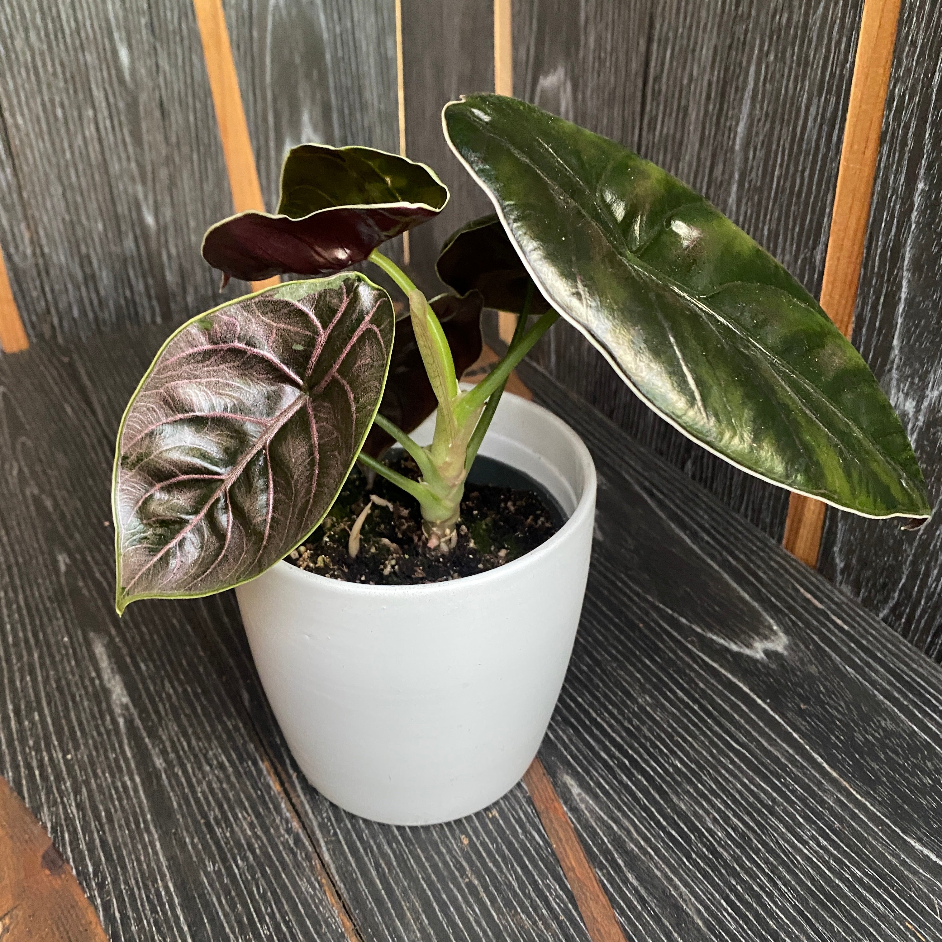 Alocasia Azlanii Jewel Alocasia D10 Floraria Secret Garden SG alocasia-azlanii-jewel-alocasia-d10-floraria-secret-garden-sg