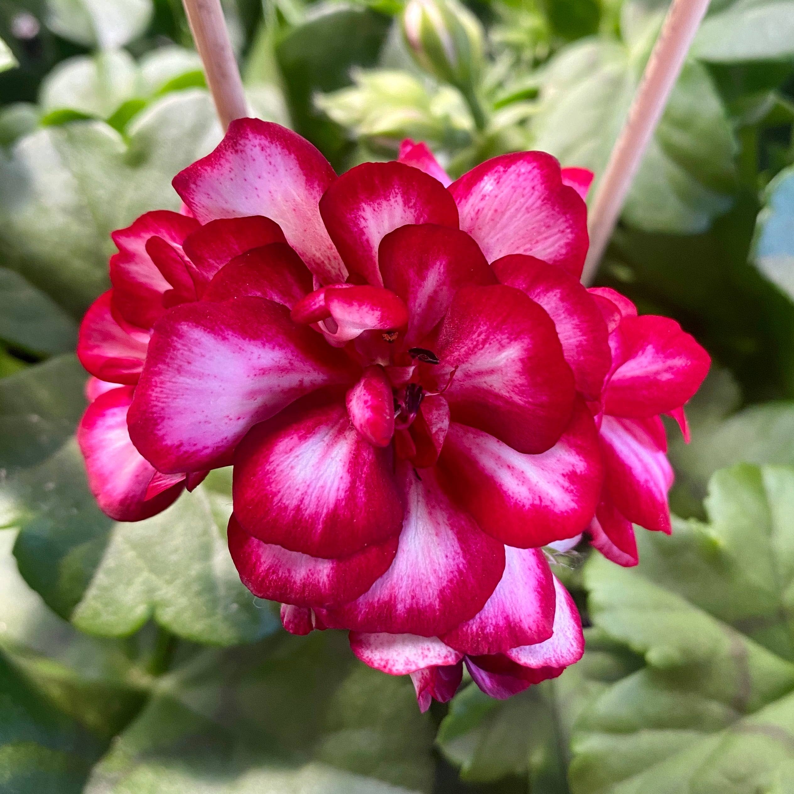 Pelargonium peltatum ‘Longlife Double Rouletta’ - muscata cu flori duble roz cu alb, inflorire indelungata si rezistenta