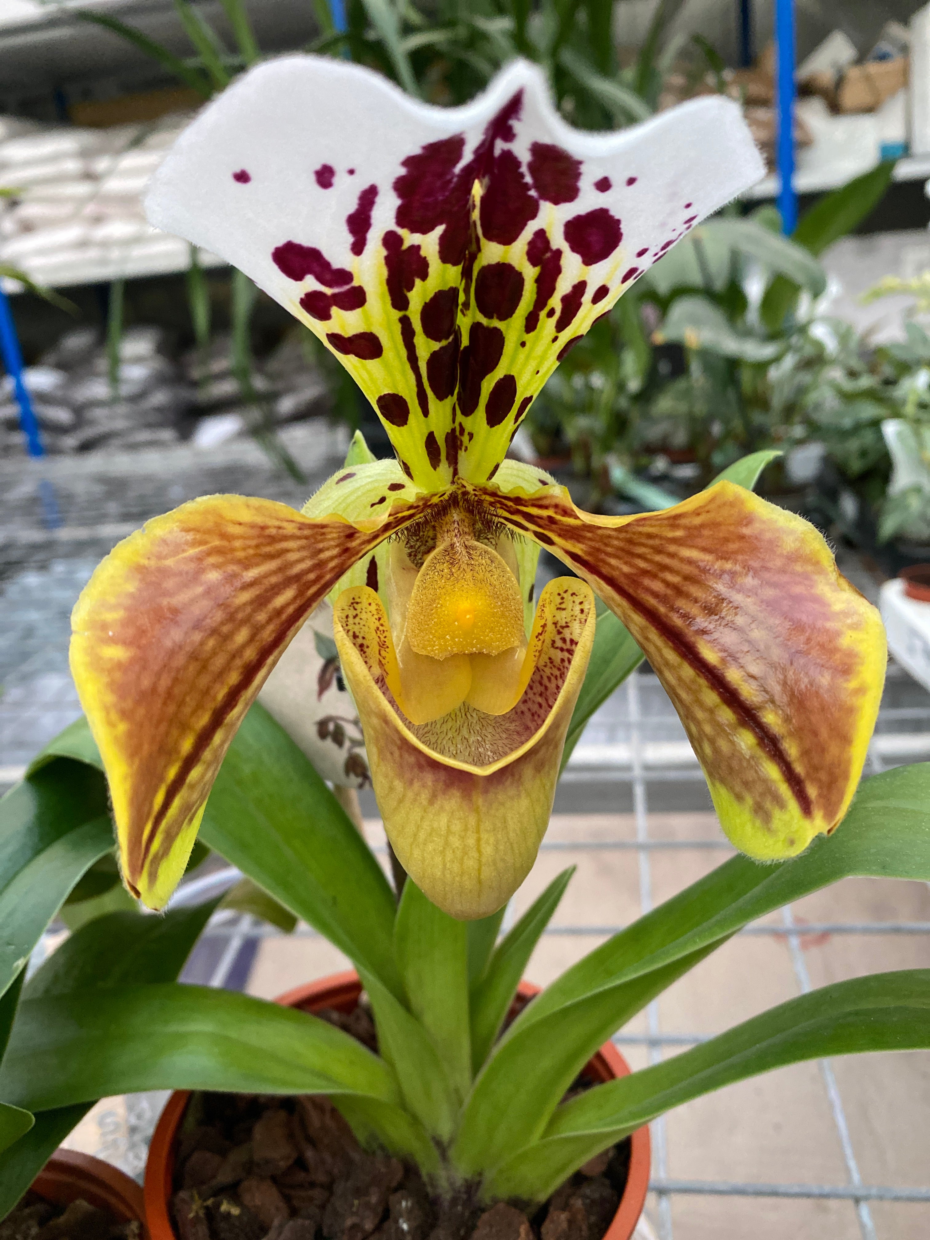 Paphiopedilum - amerikanische Hybrid-Mischung (XL-Blüte) 2 Pflanzen/Topf