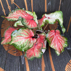 Caladium Starbust
