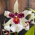 Beallara Big Shot Hilo Sparkle