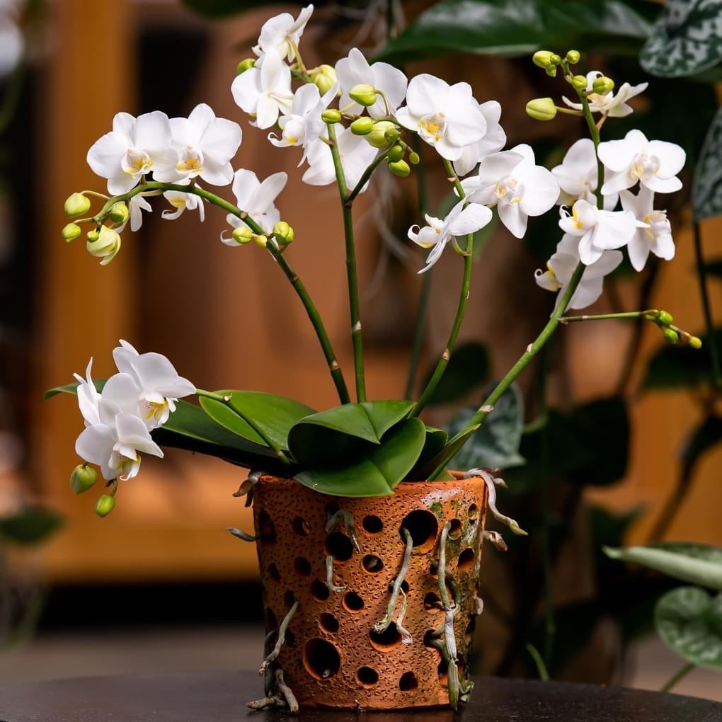 Phalaenopsis Terra Blanc