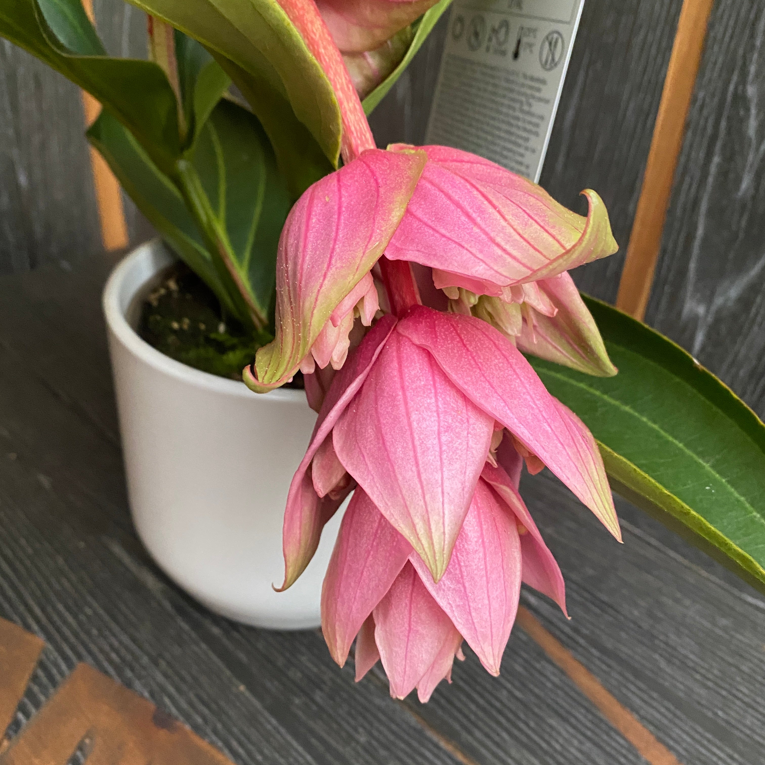 Medinilla magnifica 'Dolce Vita' - Floarea Regelui