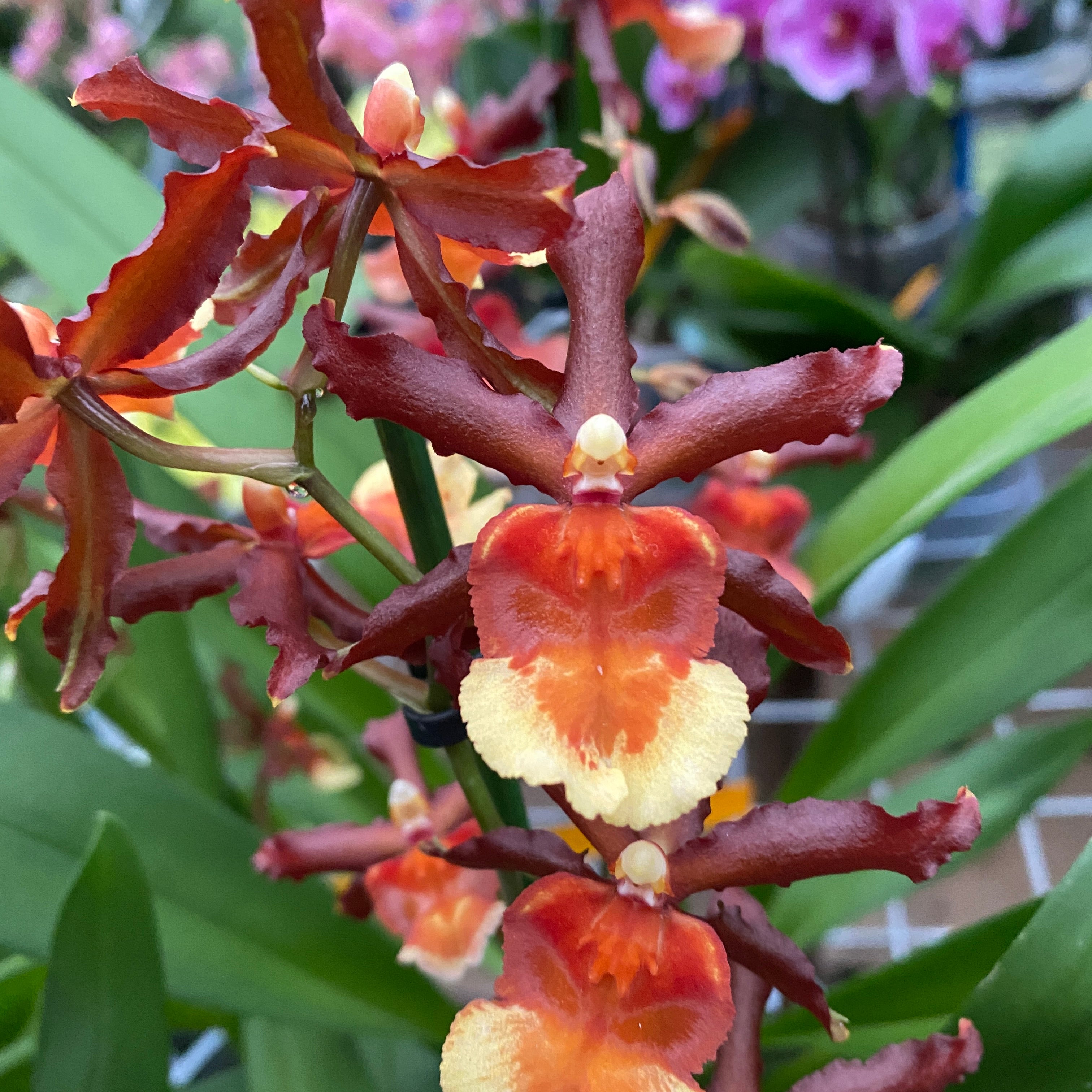 Colmanara Tamiya - duftend