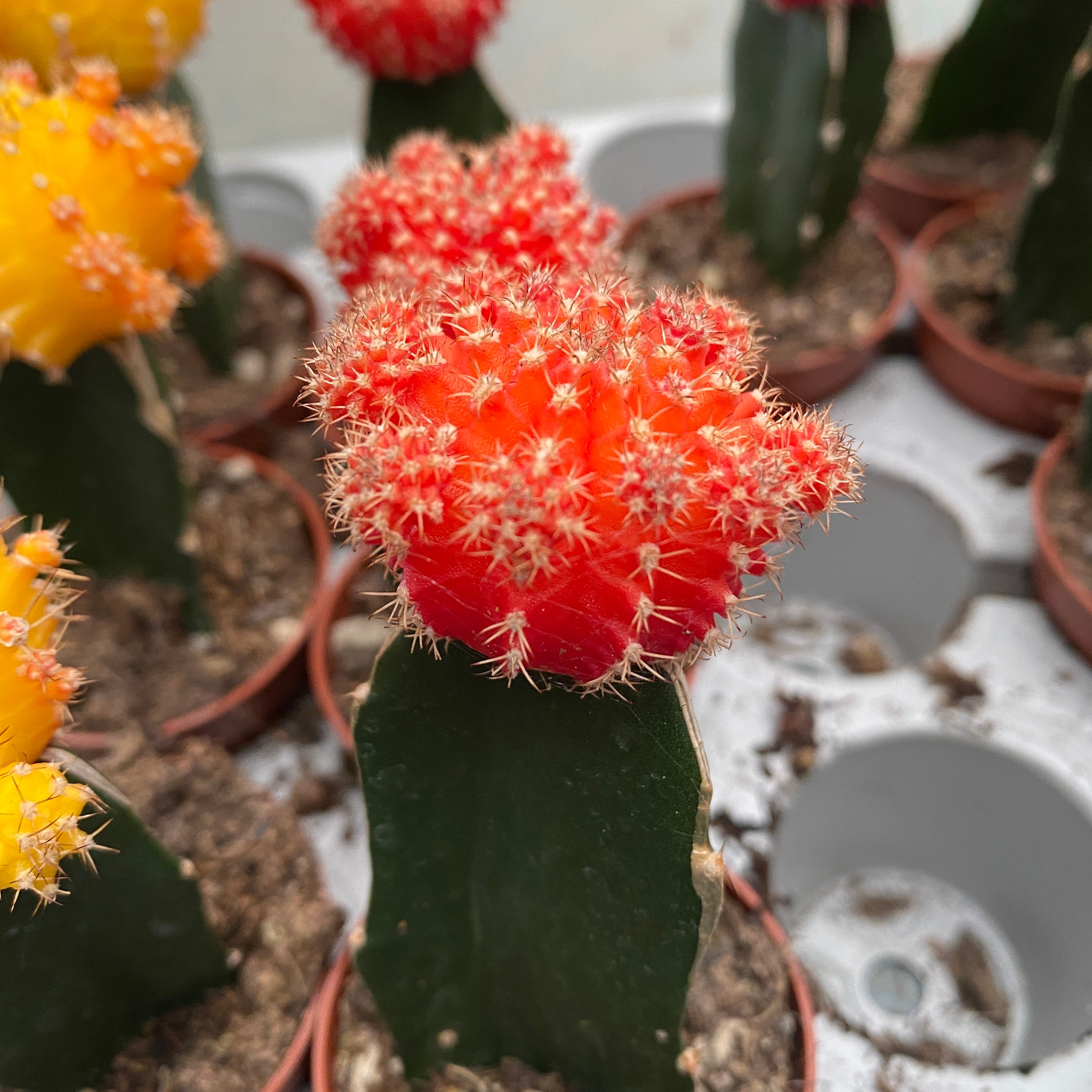 Gymnocalycium mini - Cactusi altoiti colorati