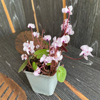 Cyclamen coum mix - de gradina