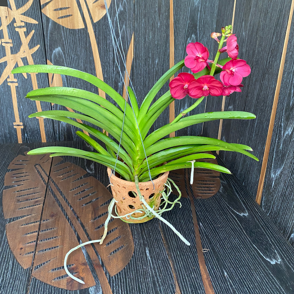 Vanda Udomchai Beauty (ANSU)