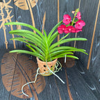 Vanda Udomchai Beauty (ANSU)