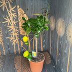 Lamai productiv - Citrus limon 'Cappuccio' H60 cm