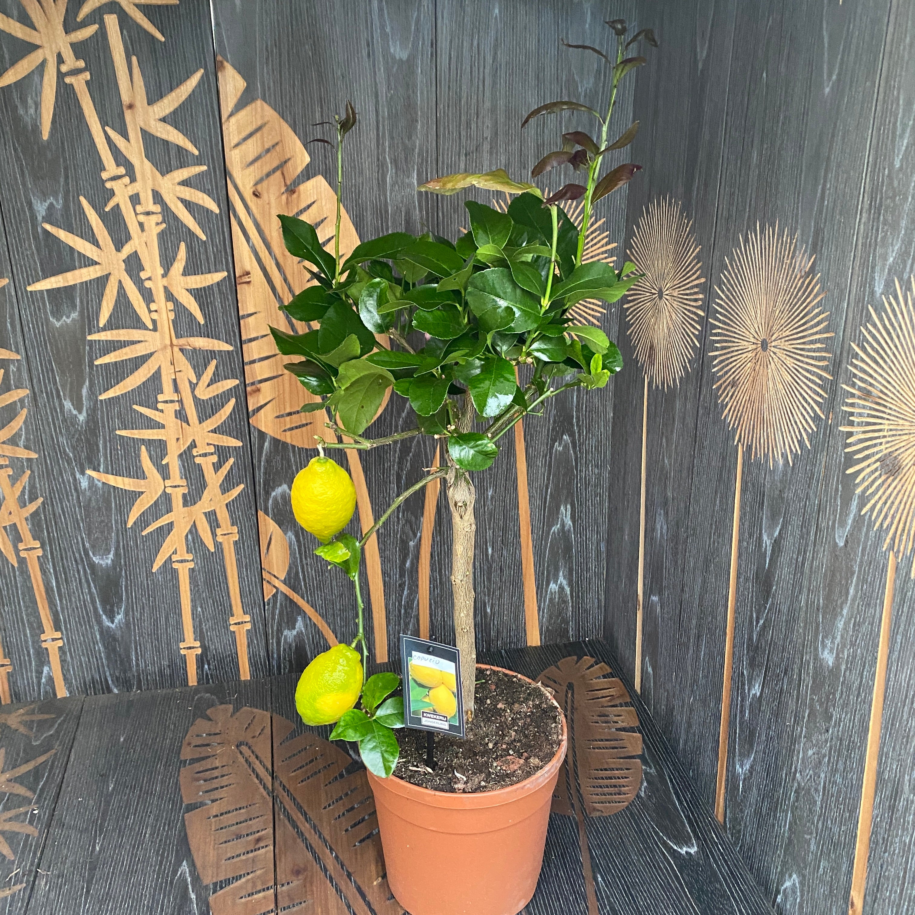 Lamai productiv - Citrus limon 'Cappuccio' H60 cm