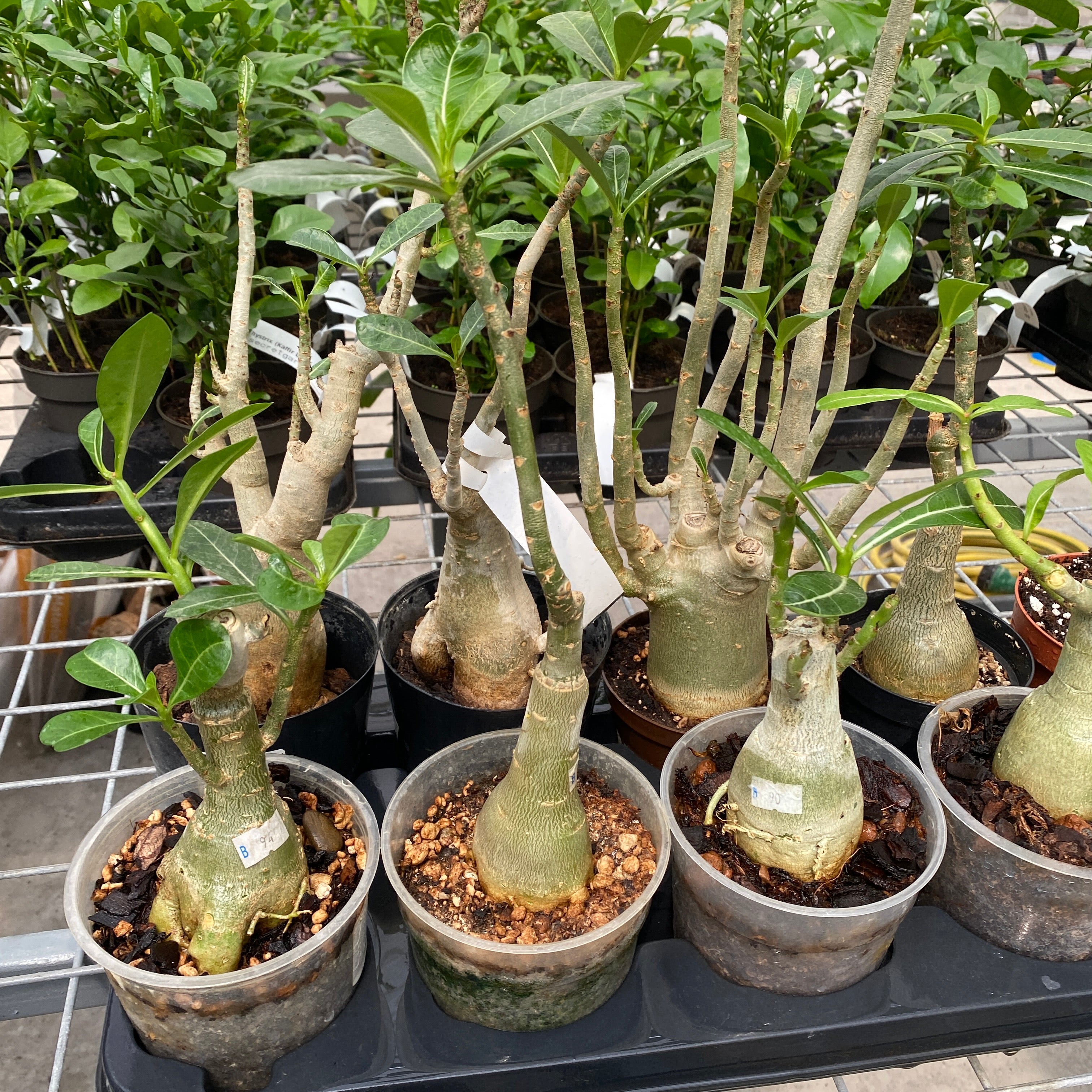 Adenium Obesum mix Taiwan (no Id)