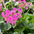 Pelargonium (Peltatum csoport) 'Balkon Lila' - rózsaszín-lila tiroli futó muskátli