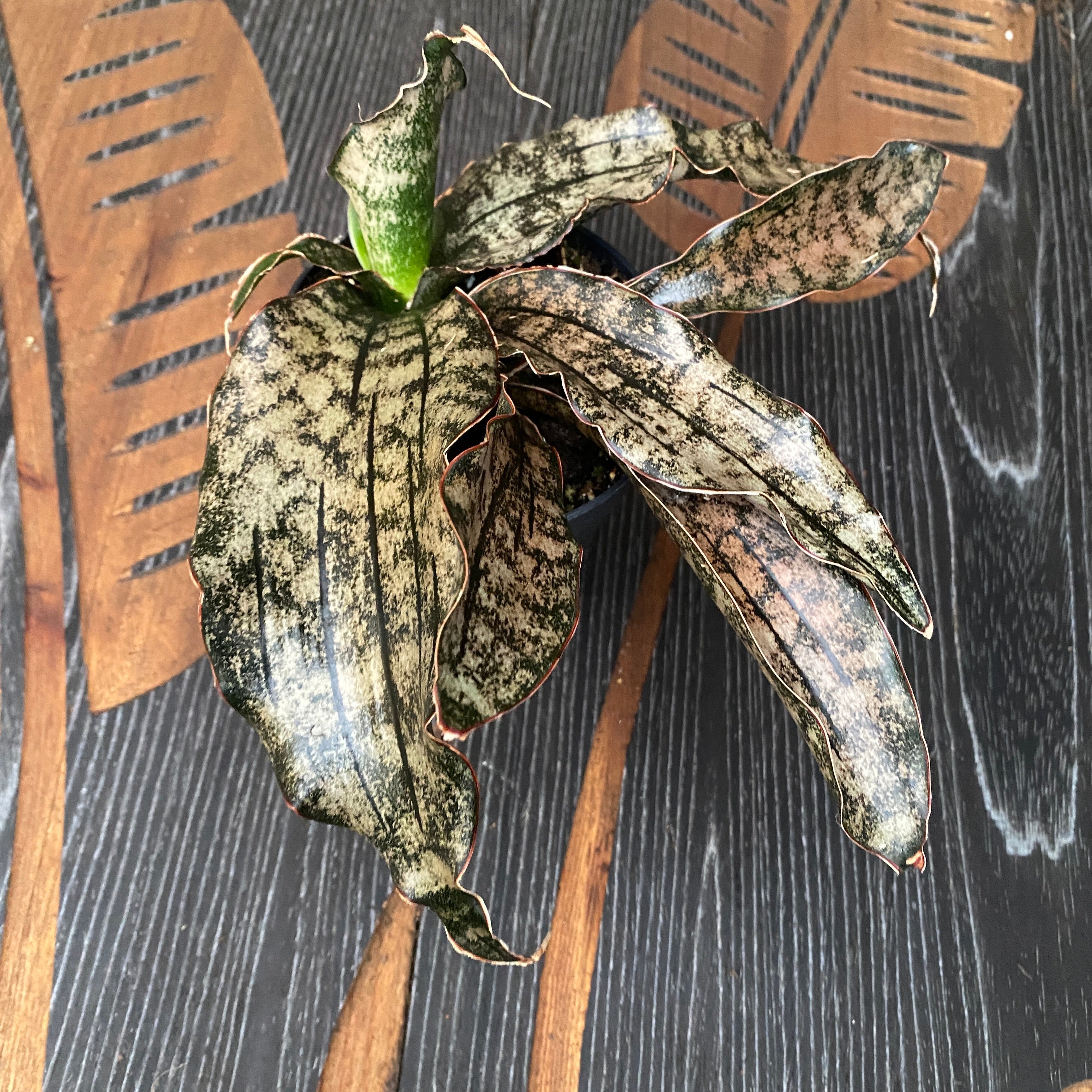 sansevieria star green granite Sansevieria 'Star Canyon Granite' – Secret Garden Plant Shop