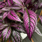 Strobilanthes dyeriana 'Persian Shield'