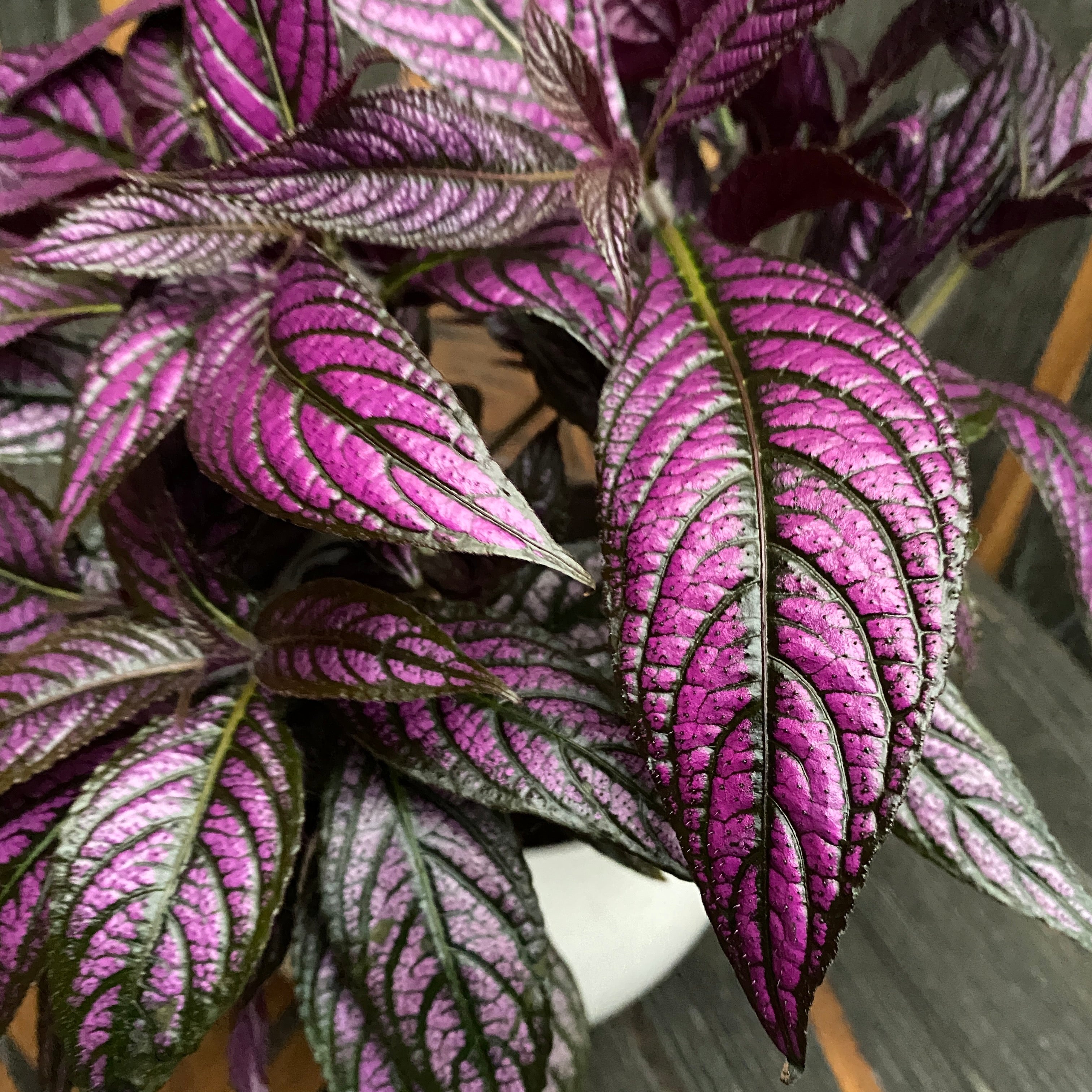 Strobilanthes dyeriana 'Persian Shield'