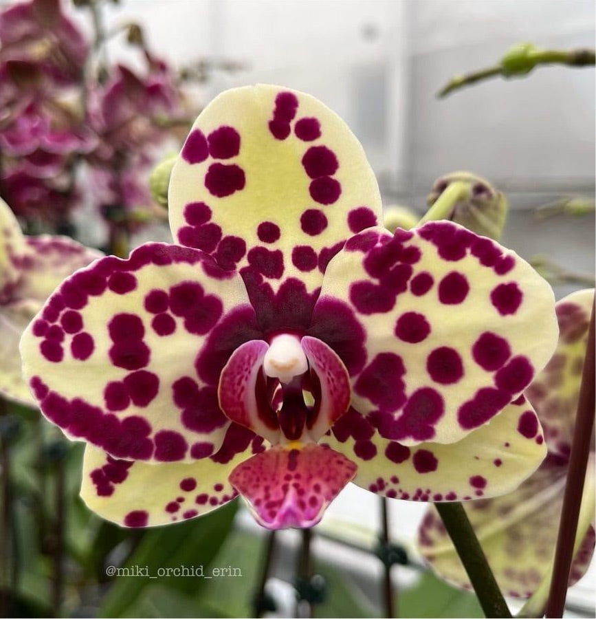 Phalaenopsis Miki Ink Point '496' (flori mari - 9cm)