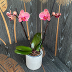 Phalaenopsis Narbonne
