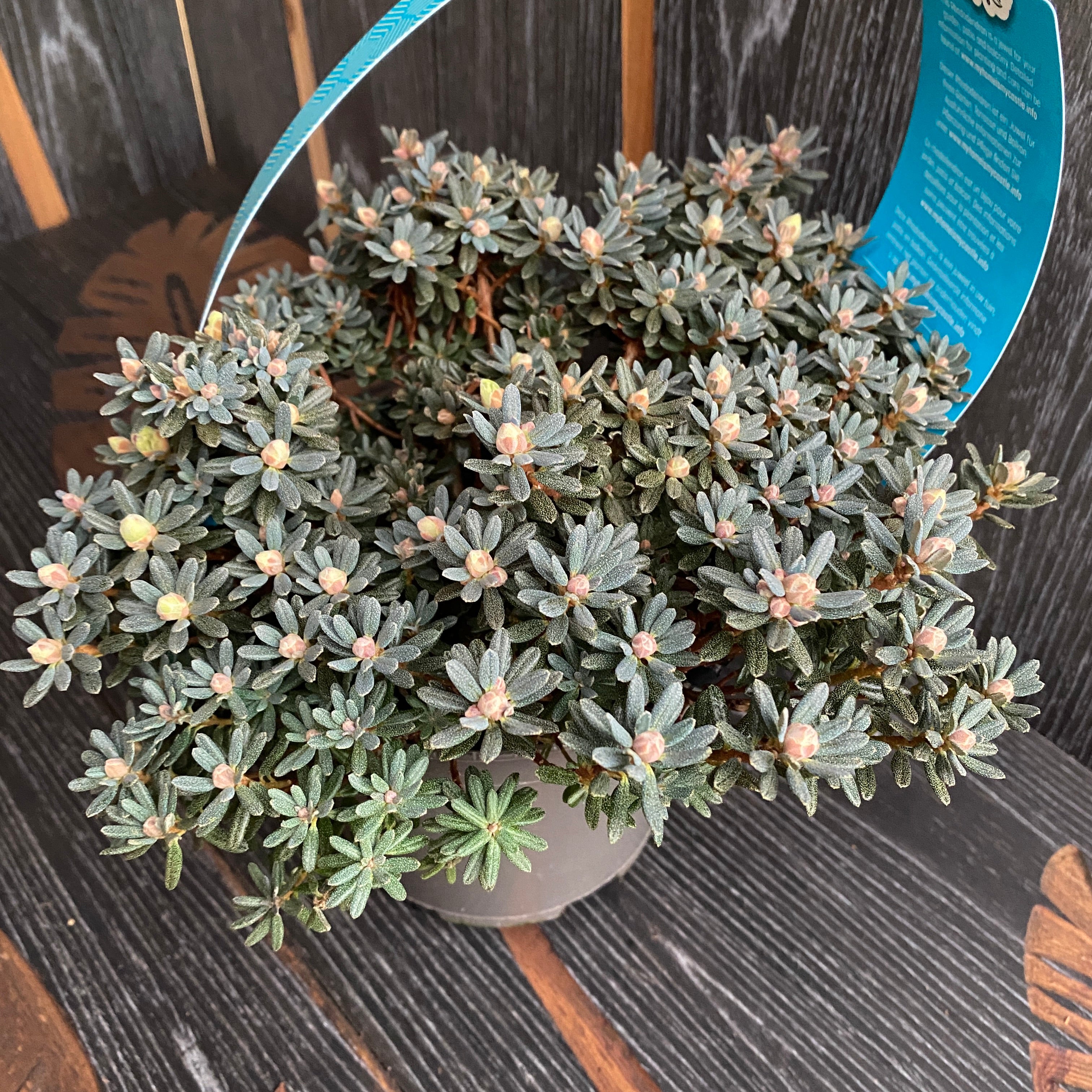 Rhododendron impeditum ‘Arctic Blue' - vijolična vrtna azaleja