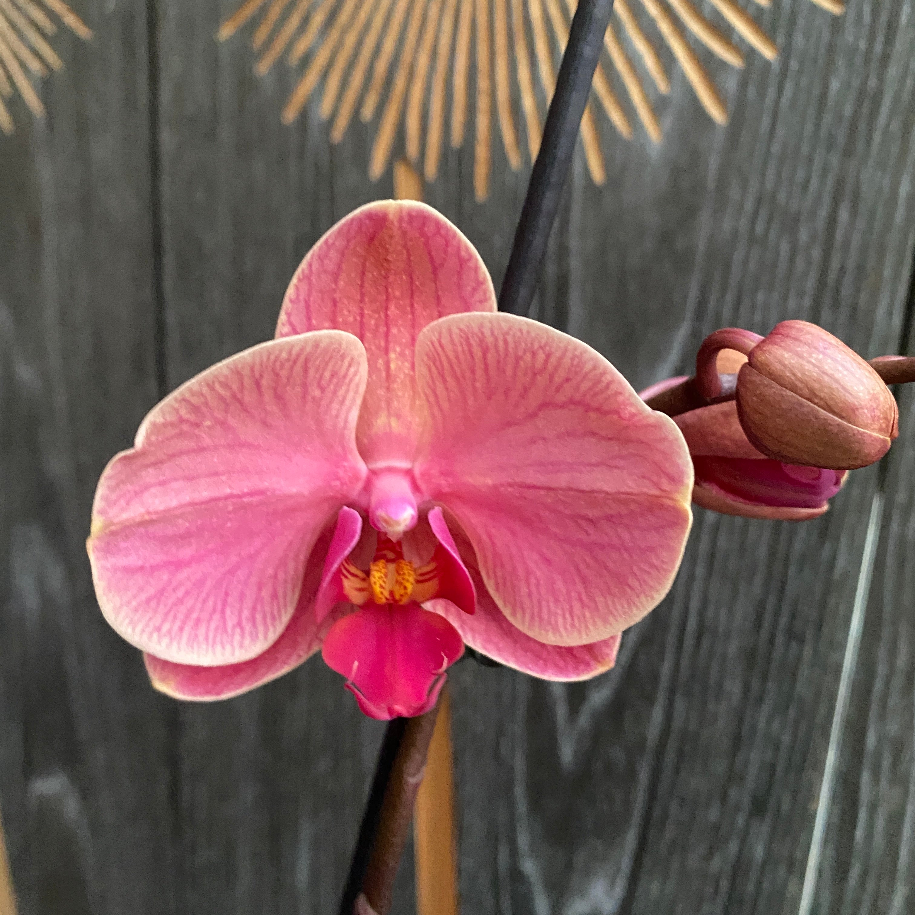 Phalaenopsis Narbonne