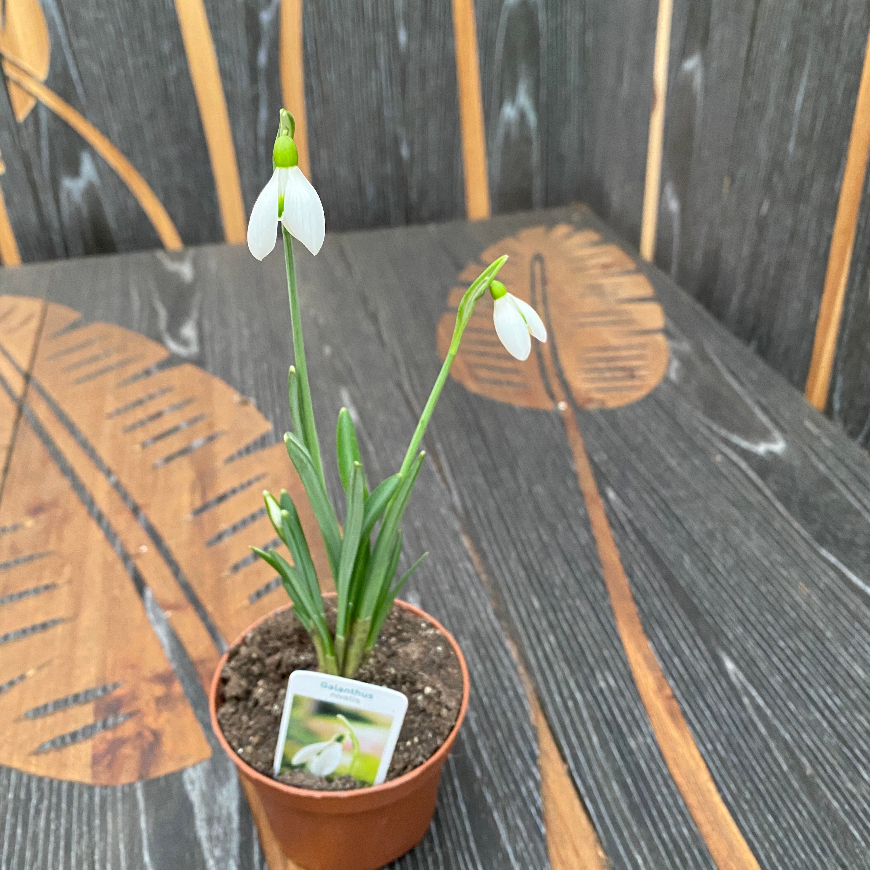 Ghiocei in ghiveci - Galanthus nivalis