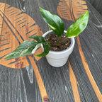 Epipremnum Pinnatum bunt D9