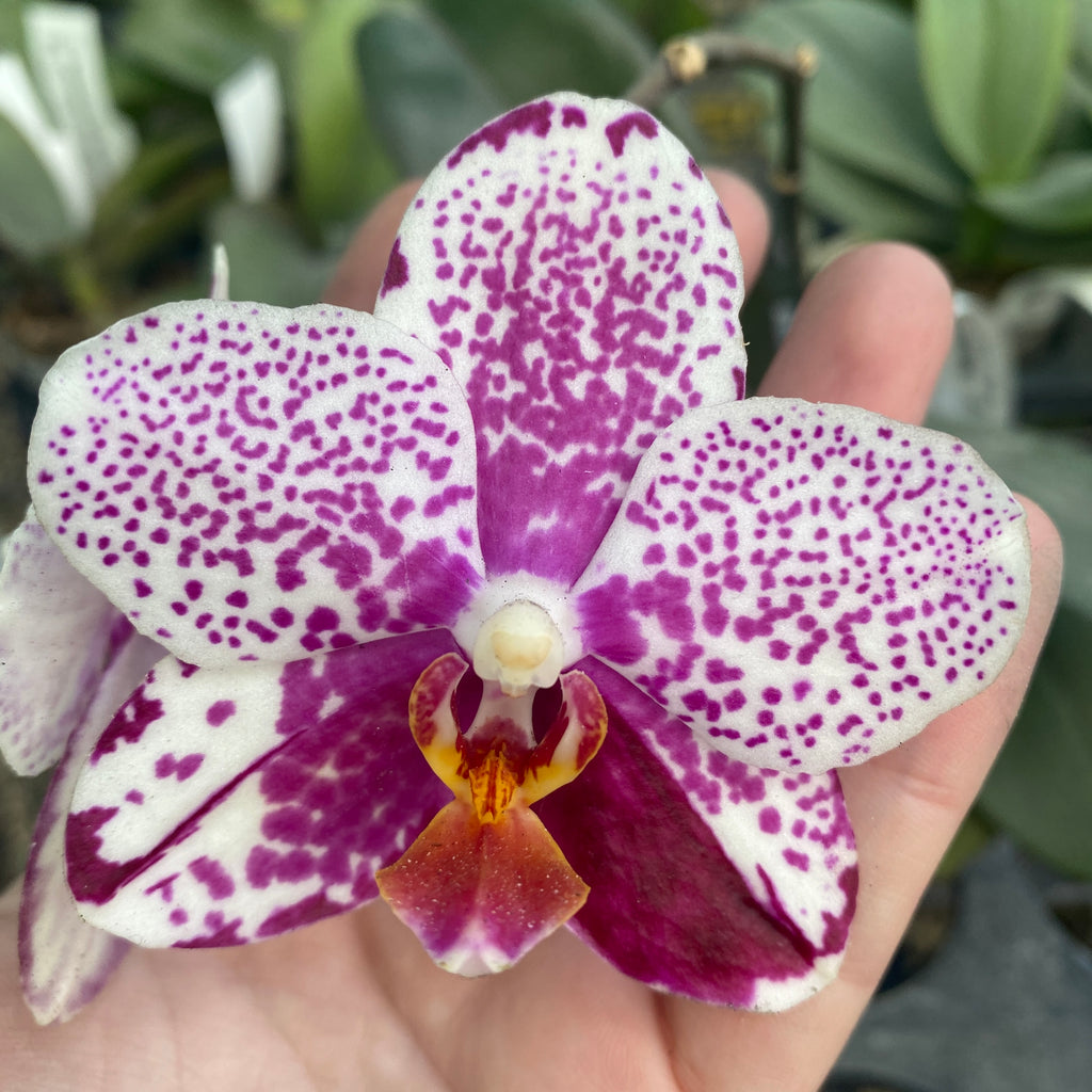 Phalaenopsis Golden Peoker 'ES'