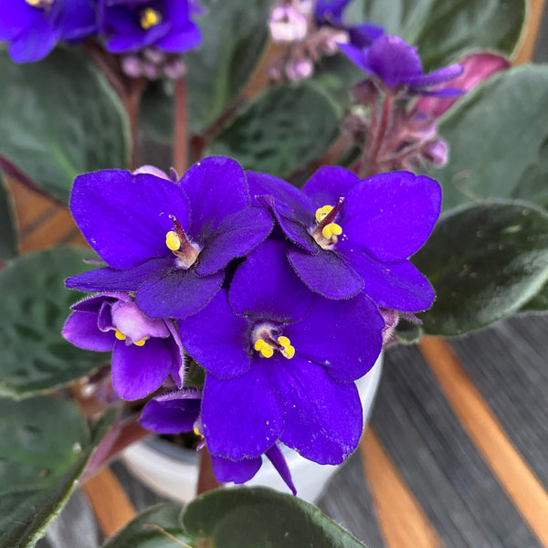 Saintpaulia Nagano - violete albastre