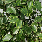 Ficus benjamina 'Golden King' (flätad stam) H130cm