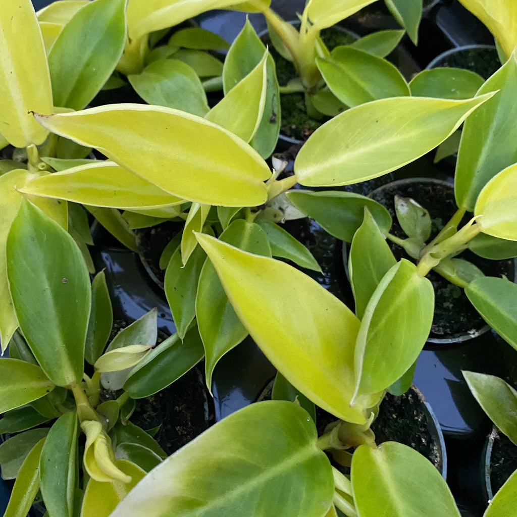 Philodendron Moonlight (Moonshine) *vauvakasvi