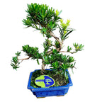 Bonsai Podocarpus sinensis