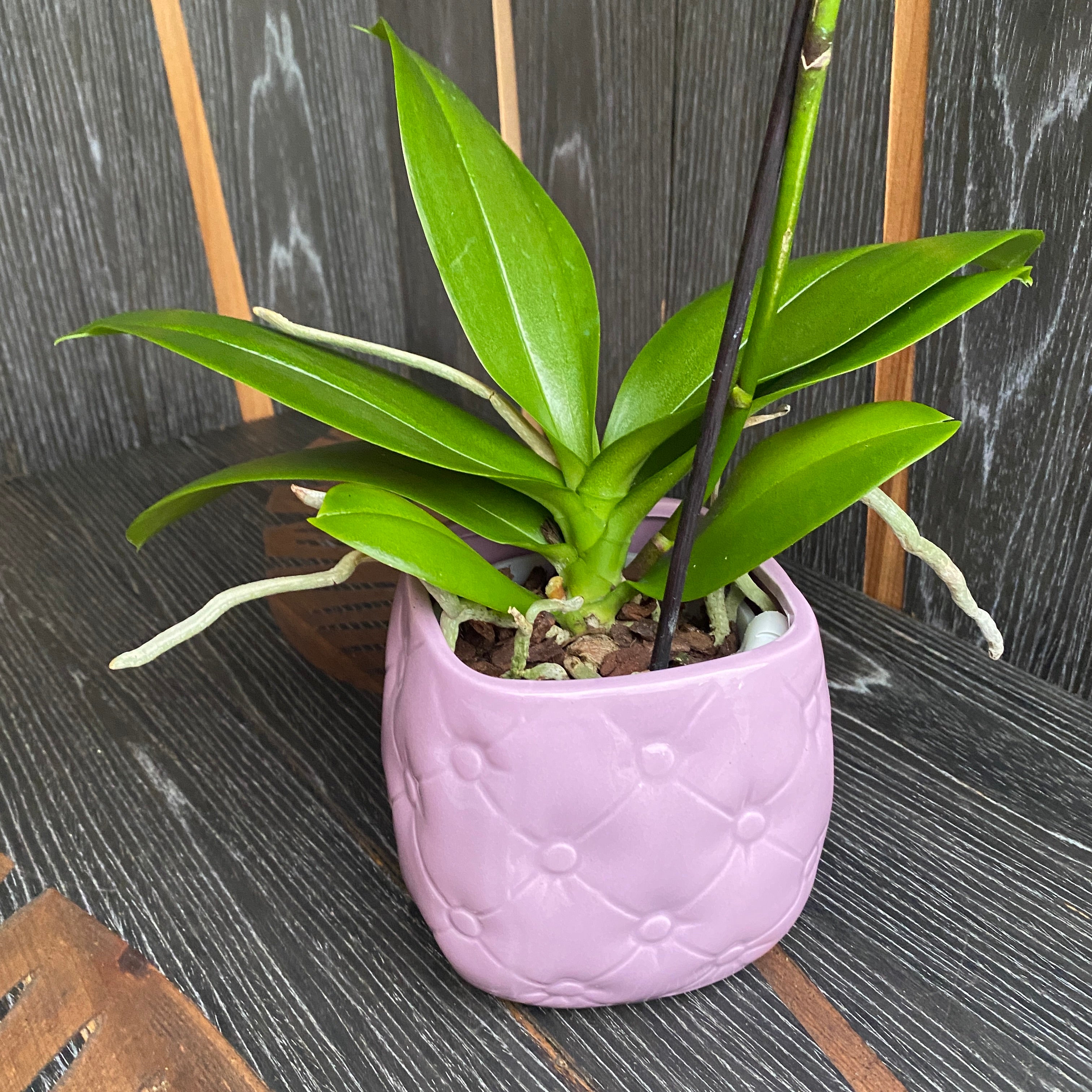 Vas decorativ din ceramica Chesterfield Pink D9