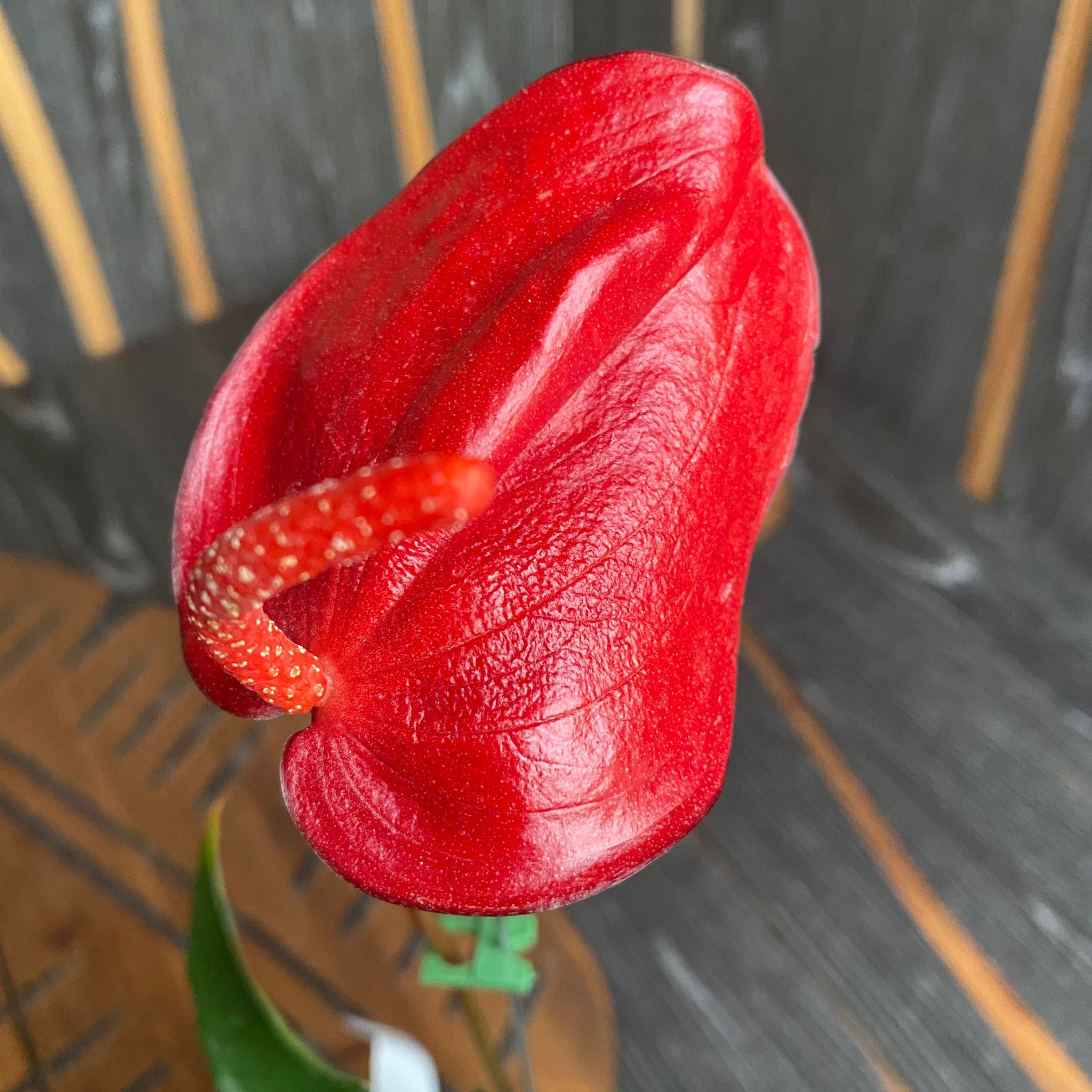 anthurium rosu Anthurium Scherzerianum Amazone rosu intens – Secret Garden Plant Shop
