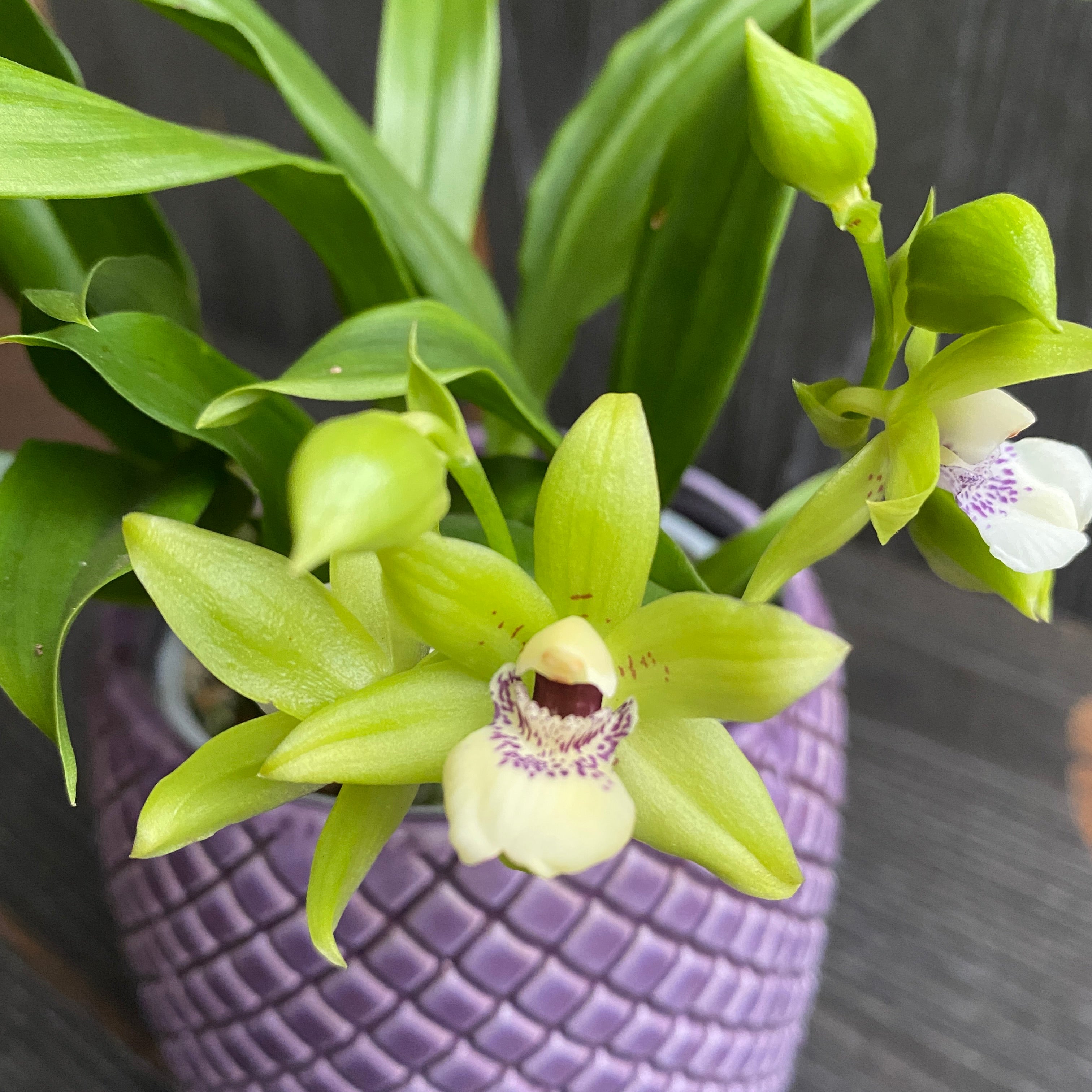 Promadisanthus HibeKi (Paradisanthus micranthus x Promenaea Margaret E. Boice)