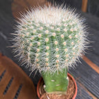 Gymnocalycium mini - Cactusi altoiti colorati