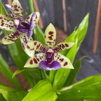 Paradisanthus Micranthus x Zygopetalum Titanic