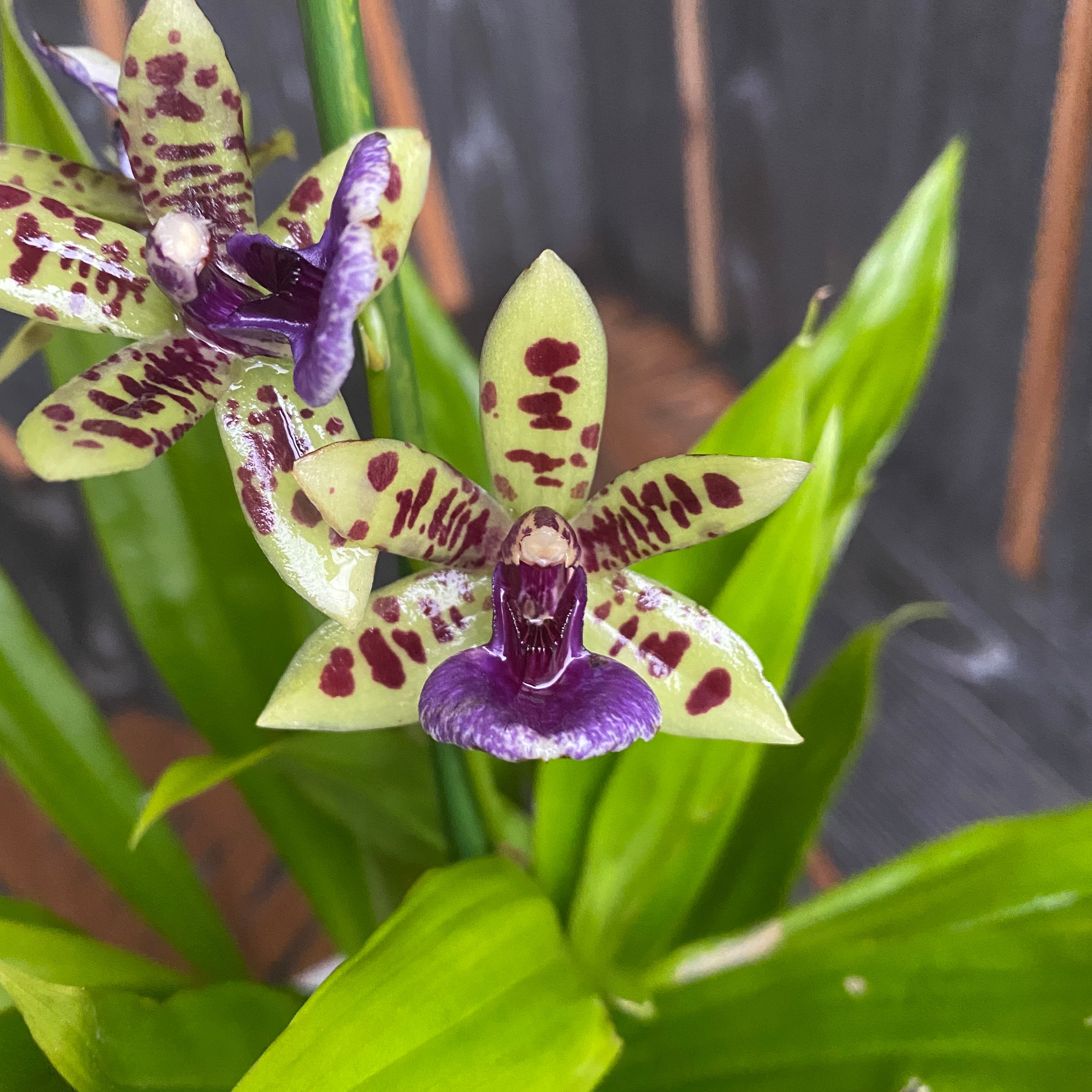 Paradisanthus Micranthus x Zygopetalum Titanic
