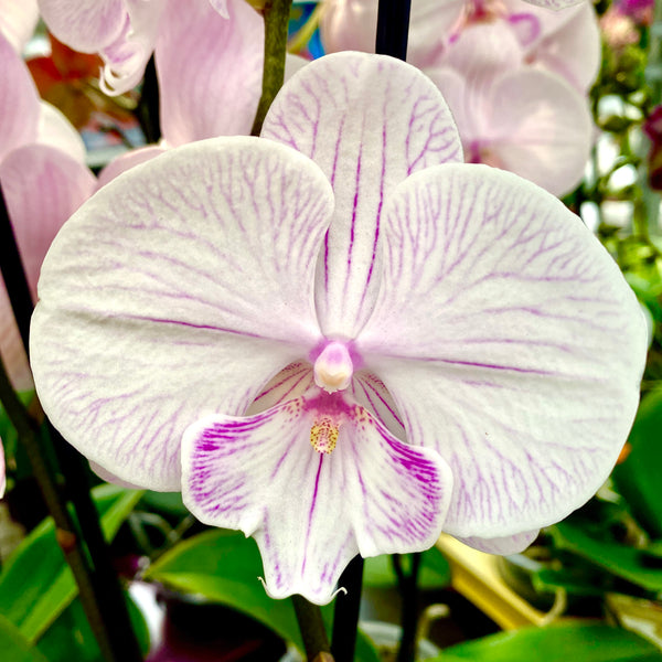 Phalaenopsis 'Ambon' große Lippe